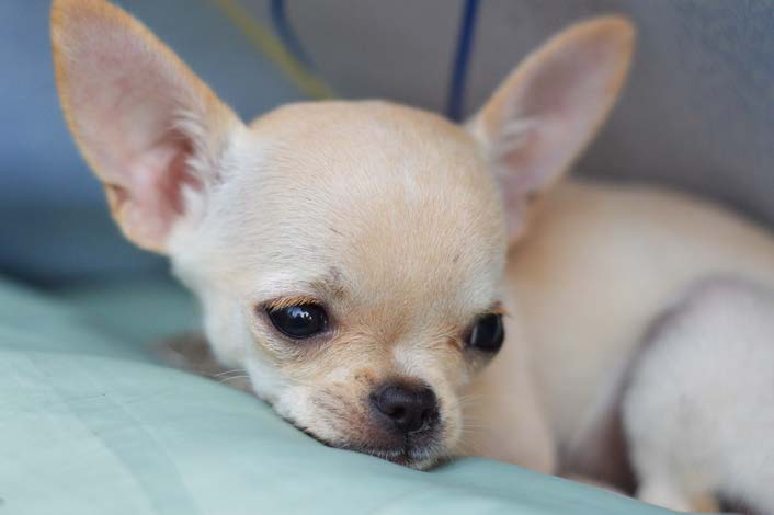 NetApp for computer vision benefits